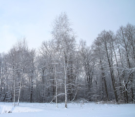Beautiful winter landscape on a background of trees and forest. Christmas and New Year mood. Snowfall and the view as in a fairy tale