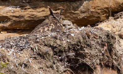 The bubo bubo familiy