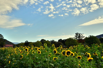 Sonnenblumenfeld an der Dreisam in Freiburg