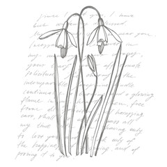 Snowdrop spring flowers. Botanical plant illustration. Vintage medicinal herbs sketch set of ink hand drawn medical herbs and plants sketch. Handwritten abstract text wallpaper