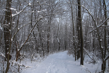 Beautiful winter landscape in the forest. Road outside the city and snowfall. Snowdrifts in the park and uncleaned street. Christmas and New Year background