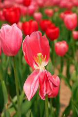 Tulips flowers in the garden