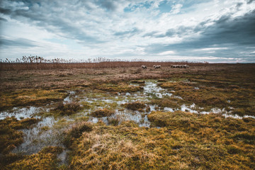 landscape with river and clouds