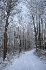 Beautiful winter landscape in the forest. Road outside the city and snowfall. Snowdrifts in the park and uncleaned street. Christmas and New Year background