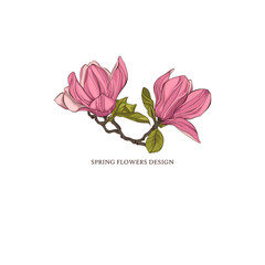 Magnolia flower vector illustration.