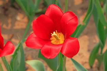 Tulips flowers in the garden