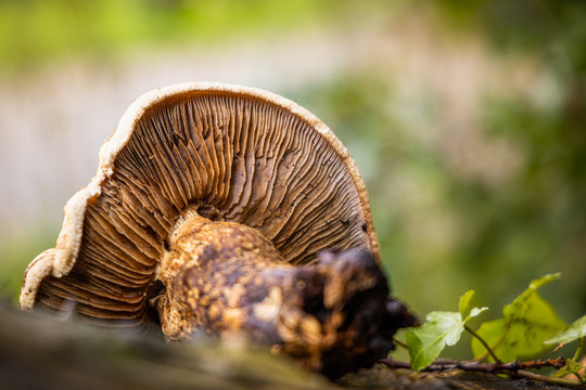 Enormus mushroom growing in local parks during autumn, seen from below 