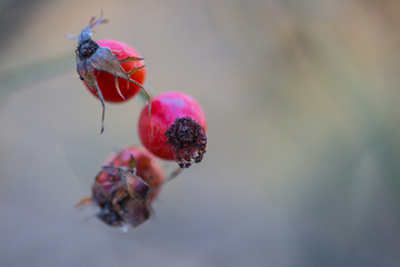 closeup red briar berries on a branch, autumn background