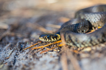 closeup snake crawling on a sand