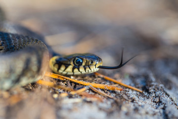 closeup snake crawling on a sand