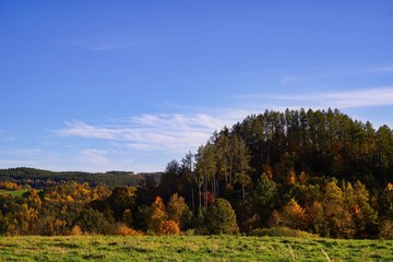 Autumn view in park on colorful leaves of trees.