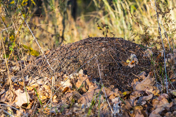 closeup anthill in a forest, wildlife natural background