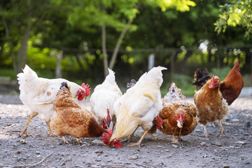 A group of chickens eating corn in the yard