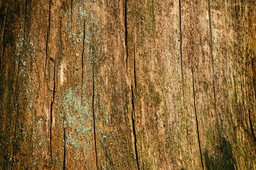 Fragment texture of the trunk of an old rotten oak