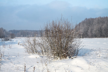 Beautiful winter landscape on a background of trees and forest. Christmas and New Year mood. Snowfall and the view as in a fairy tale