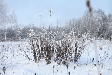Beautiful winter landscape on a background of trees and forest. Christmas and New Year mood....