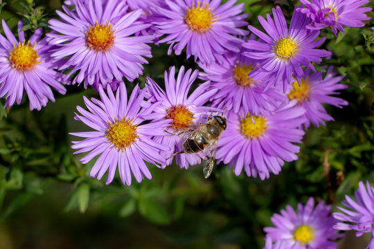 Bees pollinate colorful autumn asters.