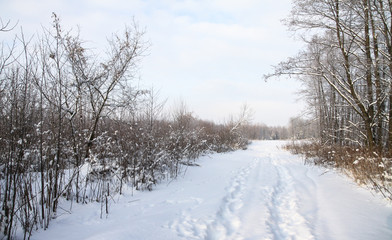 Beautiful winter landscape in the forest. Road outside the city and snowfall. Snowdrifts in the park and uncleaned street. Christmas and New Year background