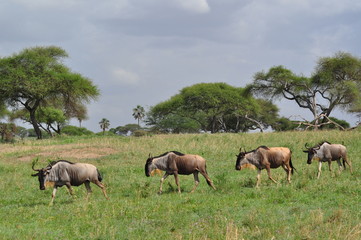 Antilopen