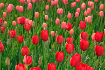 Tulips flowers in the garden