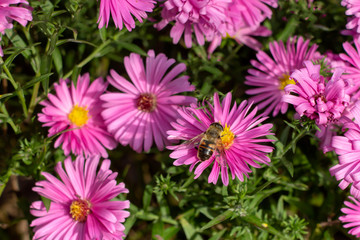 Bees pollinate colorful autumn asters.
