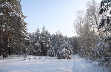 Beautiful winter landscape in a snowy forest. Beautiful Christmas trees in a snowdrift and snowflakes. Stock photo for new year