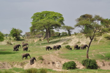 Tarangire Nationalpark Elefantenherde