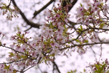 pink blossom