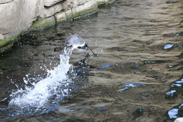 Aus Wasser springender Pinguin