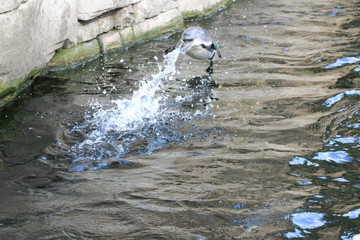 Aus Wasser springender Pinguin