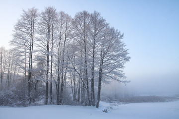 Beautiful winter landscape with snowy trees in the forest. The rays of the sun at sunset or in the morning. Christmas and New Year theme