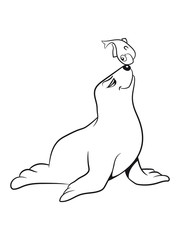 Seehund meer wasser böse lustig schwimmen Pazifik atlantik witzig fisch fressen 1c