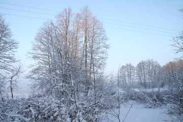 Beautiful winter landscape with snowy trees in the forest. The rays of the sun at sunset or in the morning. Christmas and New Year theme