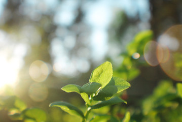 Fototapeta na wymiar plant basking in the sunlight