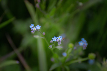 Tiny blue flowers