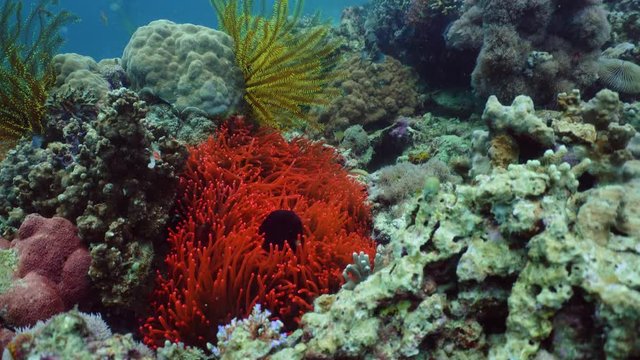 Tropical coral reef seascape with fishes, hard and soft corals. Underwater video. Camiguin, Philippines. Healthy coral reef with variety of fish and underwater wildlife.