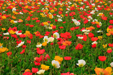 Corn poppy flowers