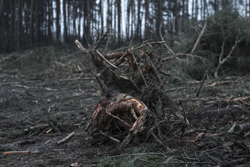 Harvesting firewood in the winter-autumn forest. Swamp from sawmill technique and environmental disaster. Destruction of fauna and flora