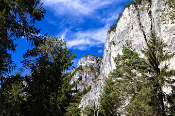 tree in the mountains