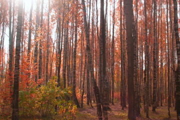 Fototapeta premium Image of autumn orange forest of white birches