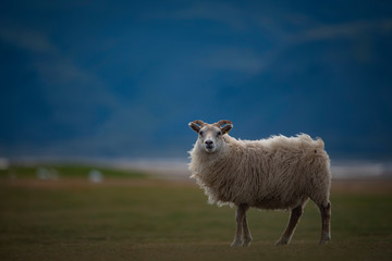 Schaf im Wind von Island