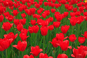 Tulips flowers in the garden