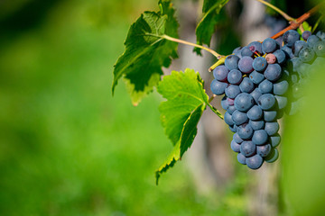 grapes on the vine