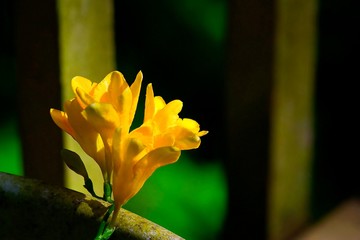 Yellow Freesia Flower