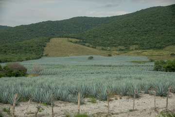 Naklejka premium Agave