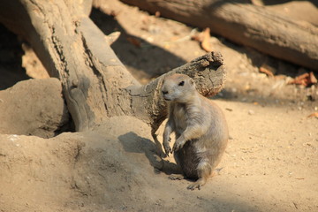 Präriehunde essen - streiten - Zoo