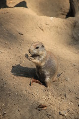 Präriehunde essen - streiten - Zoo