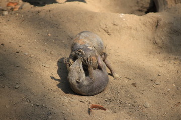 Präriehunde essen - streiten - Zoo