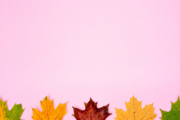 Autumn composition. Pattern of dry red and yellow maple leaves on a soft pink background. Flat lay, top view, copy space, square