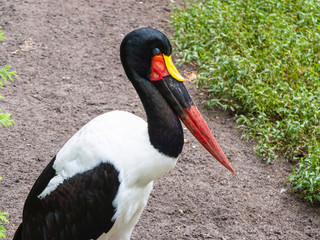 Saddle-billed stork (Ephippiorhynchus senegalensis) looking to the right in outdoor.
